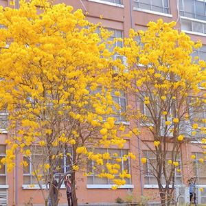 微勃破解版官方网入口
